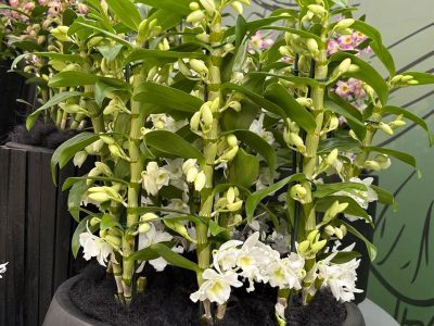 Jigsaw puzzle Noble Dendrobium Ornamental Members of the Orchids