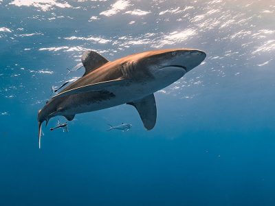 Jigsaw puzzle Jigsaw puzzle Oceanic White Tip Shark
