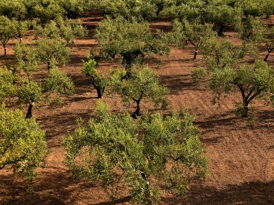 Jigsaw puzzle Jigsaw puzzle Olive Trees Field Mediterranean