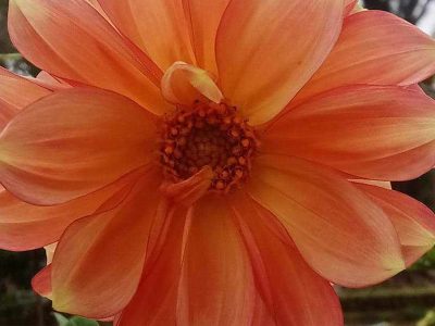 Jigsaw puzzle Orange Dahlia Pinnata Flower