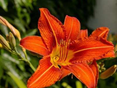 Jigsaw puzzle Orange Lily Flower Bloom, preview