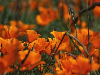 Jigsaw puzzle Jigsaw puzzle Orange Poppies Flowers 1