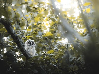 Jigsaw puzzle Owl in the Forest, preview