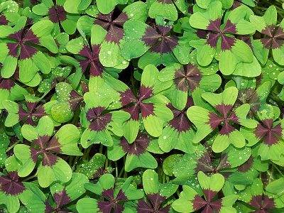 Jigsaw puzzle Jigsaw puzzle Oxalis Tetraphylla Known Iron Cross