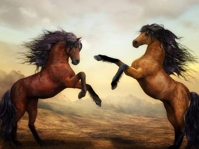 Jigsaw puzzle Pair Wild Stallion Horses
