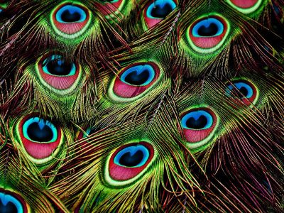Jigsaw puzzle Jigsaw puzzle Peacock Colorful Feathers