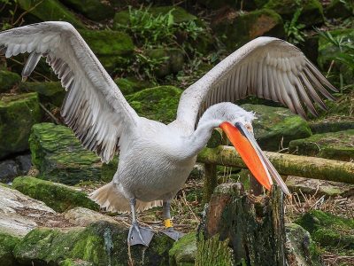 Jigsaw puzzle Pelican Bird with Open Wings