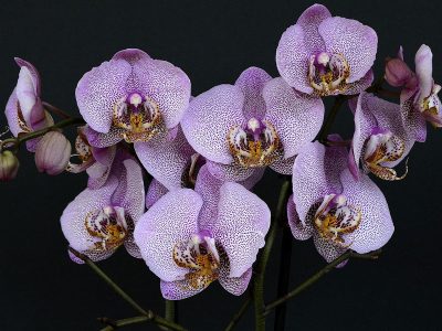 Jigsaw puzzle Jigsaw puzzle Phalaenopsis Moth Orchid
