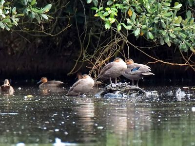 Jigsaw puzzle Jigsaw puzzle Philippines Wild Duck