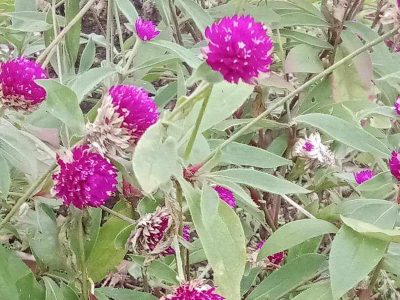 Jigsaw puzzle Jigsaw puzzle Pink Globe Amaranth