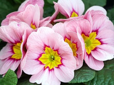 Jigsaw puzzle Primroses Known Cowslips in Dutch