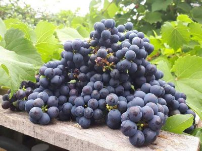 Jigsaw puzzle Jigsaw puzzle Purple Bunch of Fresh Grapes