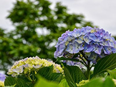 Jigsaw puzzle Purple Hydrangea Flowers, preview