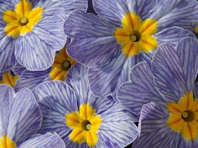 Jigsaw puzzle Purple Primroses Yellow Middle Color