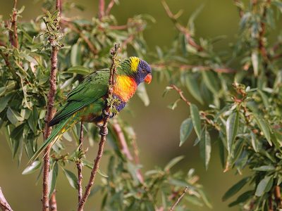 Jigsaw puzzle Jigsaw puzzle Rainbow Lorikeet Birdie