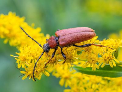 Jigsaw puzzle Red Brown Longhorn Beetle Bug