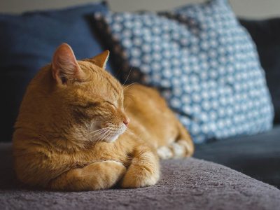 Jigsaw puzzle Jigsaw puzzle Red Cat Comfortably Sleeping