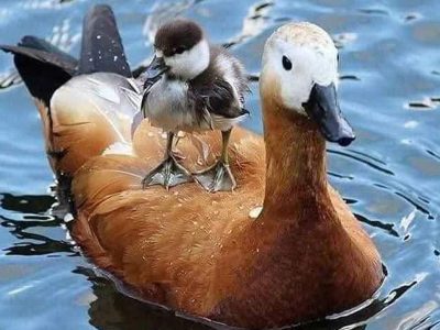Jigsaw puzzle Jigsaw puzzle Red Duck Floats with Baby in the Back