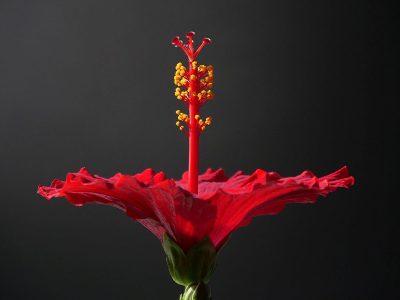 Jigsaw puzzle Red Hibiscus Flower, preview