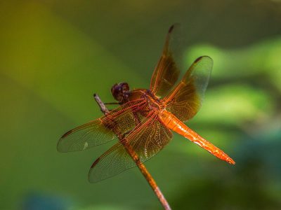 Jigsaw puzzle Jigsaw puzzle Red Orange Like Dragonfly