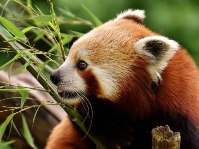 Jigsaw puzzle Jigsaw puzzle Red Panda Eat Fruits Berries