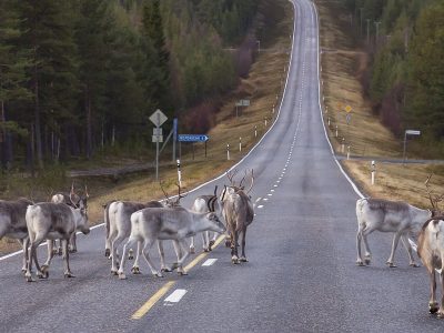 Jigsaw puzzle Jigsaw puzzle Reindeer Heer Road