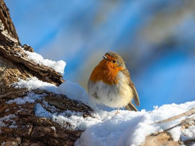 Jigsaw puzzle Robin on a Branch, preview