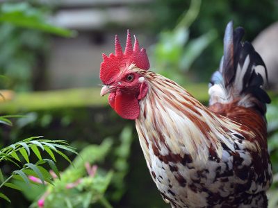 Jigsaw puzzle Jigsaw puzzle Rooster with a Bright Red Comb