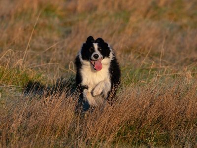 Jigsaw puzzle Running Border Collie