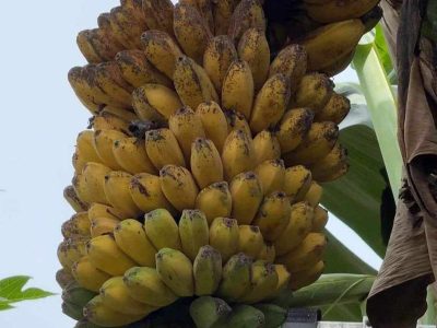 Jigsaw puzzle Jigsaw puzzle Saba Banana Triploid Hybrid
