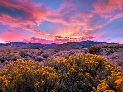 Jigsaw puzzle Jigsaw puzzle Sagebrush Bloom Eastern Slope Sierra Nevadas