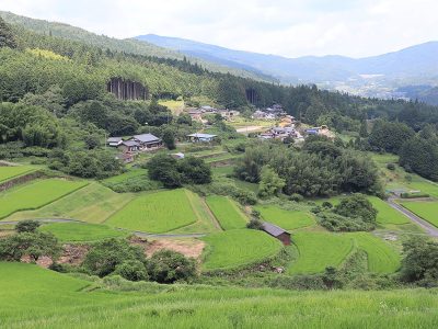 Jigsaw puzzle Jigsaw puzzle Sakaori Terraced Rice Terraces Rice Field
