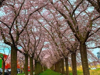 Jigsaw puzzle Jigsaw puzzle Sakura Cherry Blossom Taken the Netherlands