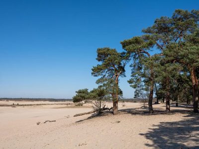 Jigsaw puzzle Jigsaw puzzle Sandy Landscape and Pine Trees