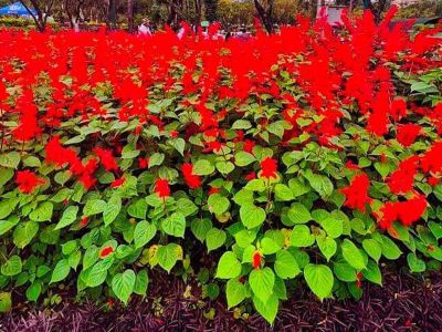Jigsaw puzzle Jigsaw puzzle Scarlet Sage Plant