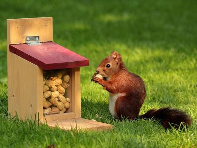 Jigsaw puzzle Sciurus Squirrel Eating Peanut