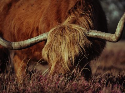 Jigsaw puzzle Scottish Highlands