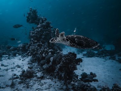 Beaches and Ocean jigsaw puzzle: Sea Turtle