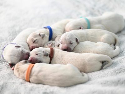 Jigsaw puzzle Jigsaw puzzle Seven Cute Puppies Dog