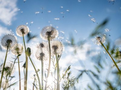 Jigsaw puzzle Jigsaw puzzle Several Dandelion Puffballs