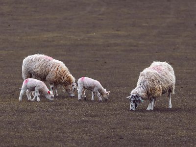 Jigsaw puzzle Jigsaw puzzle Sheep Lambs with Pink Color Markings