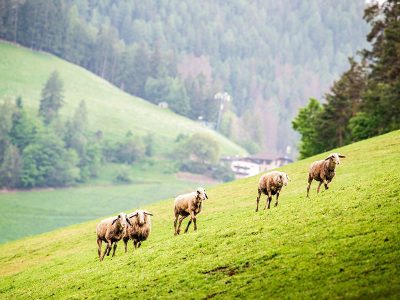 Jigsaw puzzle Jigsaw puzzle Sheeps Walking Side of the Mountain