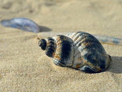 Summer jigsaw puzzle: Shellfish Mollusc Casing Summer Time