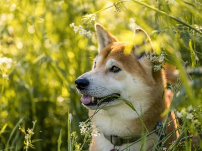 Dogs jigsaw puzzle: Shiba Inu in a Sunny Meadow