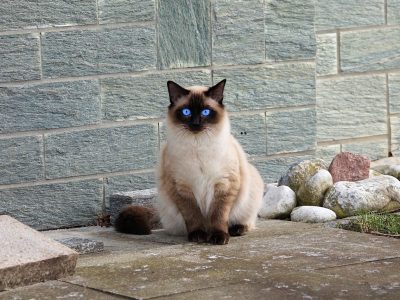 Jigsaw puzzle Siamese Cat, preview