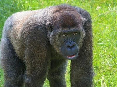 Jigsaw puzzle Silver Black Gorilla, preview