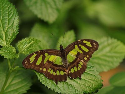Jigsaw puzzle Jigsaw puzzle Siproeta Stelenes Malachite Butterfly