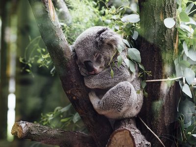 Jigsaw puzzle Jigsaw puzzle Sleeping Koala in a Eucalyptus Tree