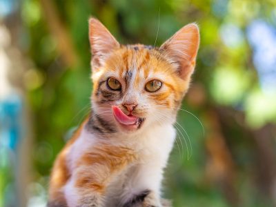 Jigsaw puzzle Jigsaw puzzle Small Ginger Spotted Kitten