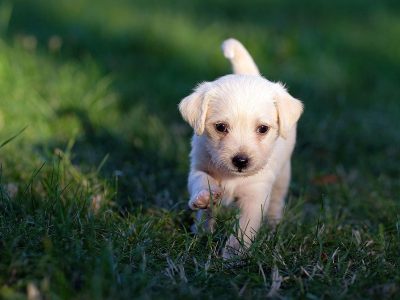 Jigsaw puzzle Jigsaw puzzle Small Light Colored Puppy Walking